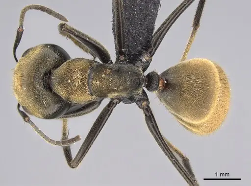 Colobopsis aurata specimen CASENT0139374 image casent0139374_1