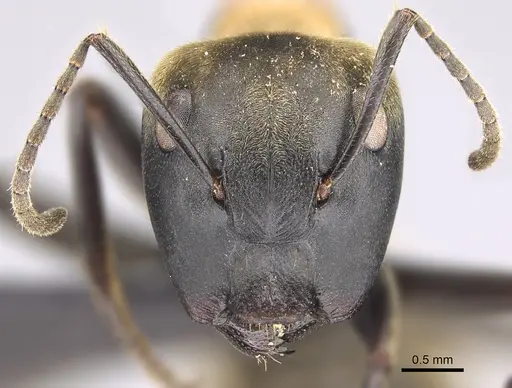 Colobopsis aurata specimen CASENT0139374 image casent0139374_2