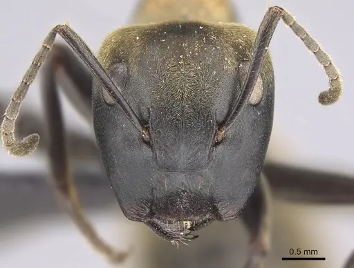 Colobopsis aurata specimen CASENT0139374 image casent0139374_3