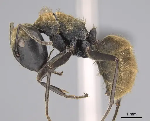 Colobopsis aurata specimen CASENT0139374 image casent0139374_4