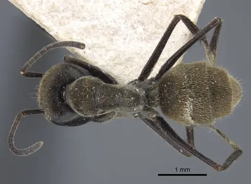 Colobopsis aurata specimen CASENT0917170 image casent0917170_1