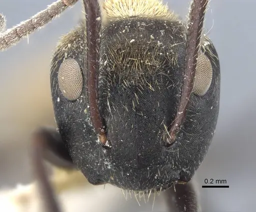 Colobopsis aurata specimen CASENT0917170 image casent0917170_2