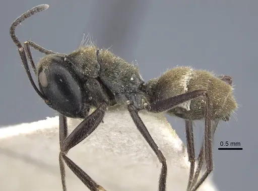 Colobopsis aurata specimen CASENT0917170 image casent0917170_3
