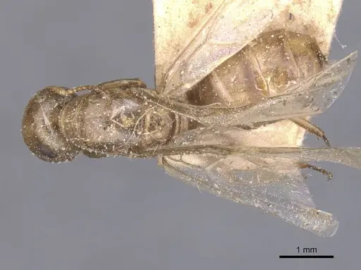 Colobopsis brachycephala specimen CASENT0911623 image casent0911623_1