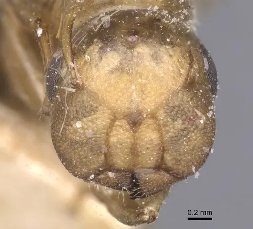 Colobopsis brachycephala specimen CASENT0911623 image casent0911623_2