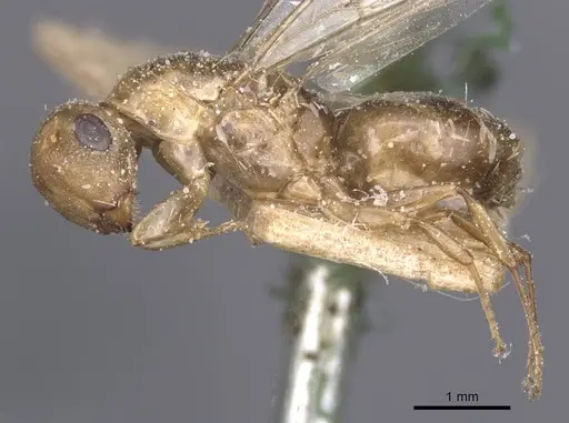 Colobopsis brachycephala specimen CASENT0911623 image casent0911623_3