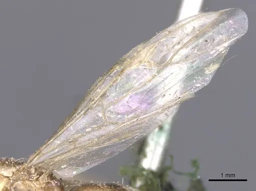 Colobopsis brachycephala specimen CASENT0911623 image casent0911623_4