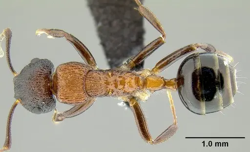 Colobopsis bryani specimen CASENT0171158 image casent0171158_1