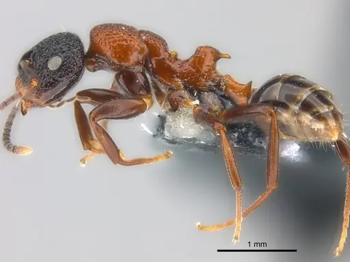 Colobopsis bryani specimen CASENT0177653 image casent0177653_3