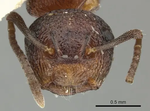 Colobopsis bryani specimen CASENT0249095 image casent0249095_1
