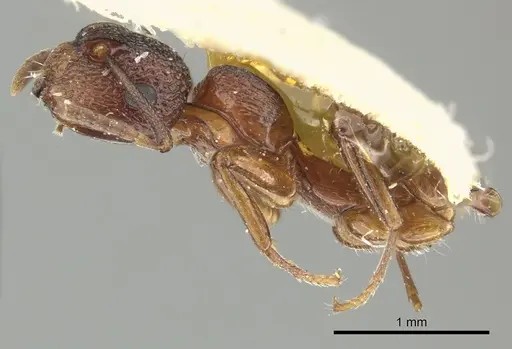 Colobopsis bryani specimen CASENT0249095 image casent0249095_2