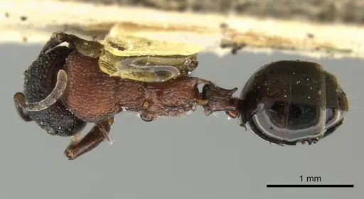 Colobopsis bryani specimen CASENT0249096 image casent0249096_1