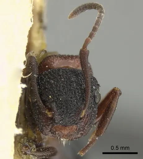 Colobopsis bryani specimen CASENT0249096 image casent0249096_3