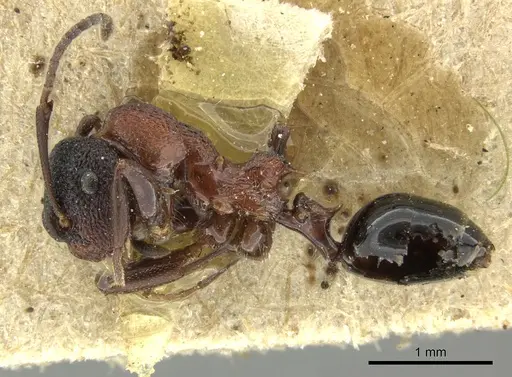 Colobopsis bryani specimen CASENT0249096 image casent0249096_4