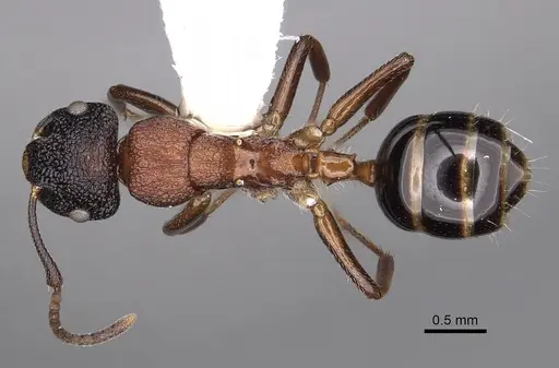 Colobopsis bryani specimen CASENT0280258 image casent0280258_1