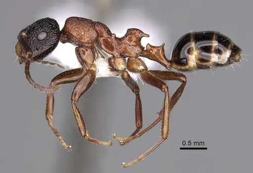 Colobopsis bryani specimen CASENT0280258 image casent0280258_3