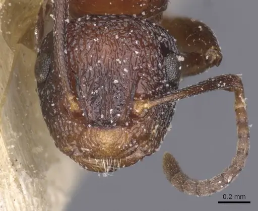 Colobopsis bryani specimen CASENT0911624 image casent0911624_2