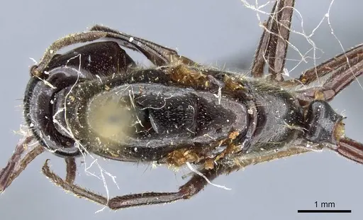 Colobopsis calva specimen CASENT0905466 image casent0905466_1