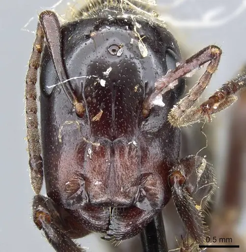 Colobopsis calva specimen CASENT0905466 image casent0905466_2