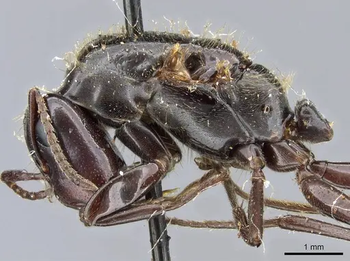 Colobopsis calva specimen CASENT0905466 image casent0905466_3