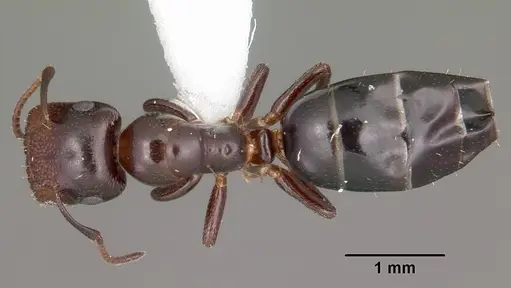 Colobopsis cerberula specimen CASENT0104765 image casent0104765_1