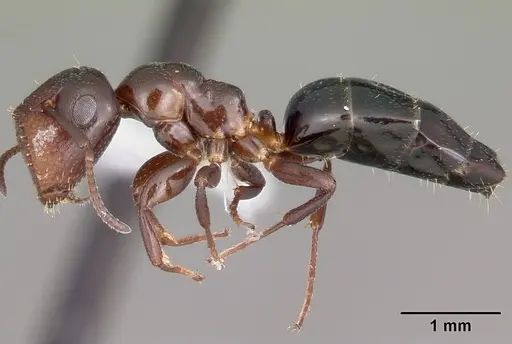 Colobopsis cerberula specimen CASENT0104765 image casent0104765_3