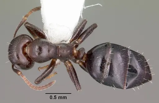Colobopsis cerberula specimen CASENT0104948 image casent0104948_1