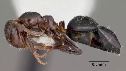 Colobopsis cerberula specimen CASENT0104948 image casent0104948_3