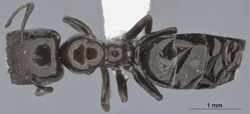 Colobopsis cerberula specimen CASENT0246000 image casent0246000_1