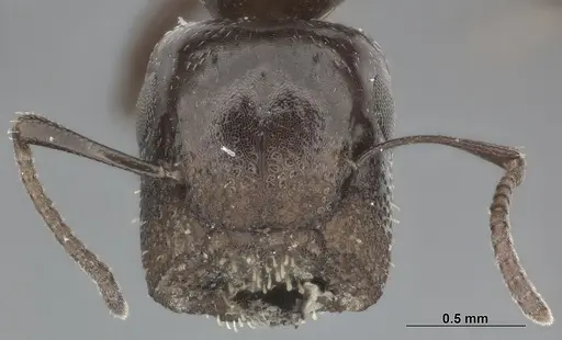 Colobopsis cerberula specimen CASENT0246000 image casent0246000_2