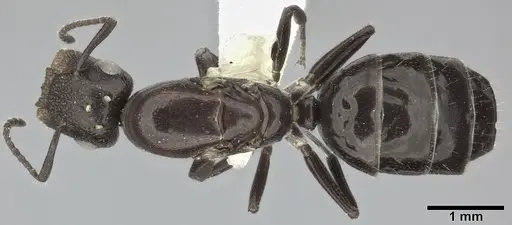 Colobopsis cerberula specimen CASENT0246634 image casent0246634_1