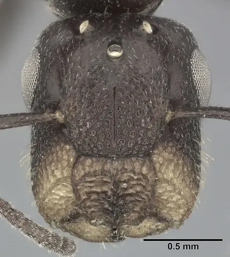 Colobopsis cerberula specimen CASENT0246634 image casent0246634_2