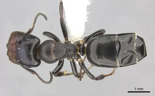 Colobopsis cerberula specimen CASENT0619262 image casent0619262_1