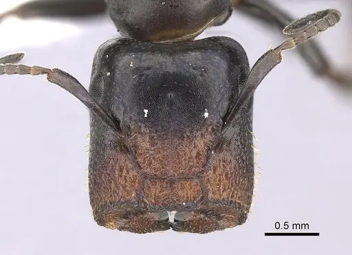 Colobopsis cerberula specimen CASENT0619262 image casent0619262_2