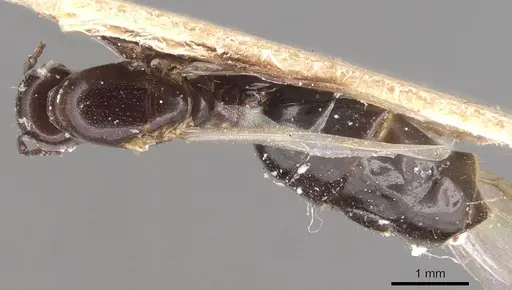 Colobopsis cerberula specimen CASENT0905472 image casent0905472_1