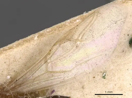 Colobopsis cerberula specimen CASENT0905472 image casent0905472_4
