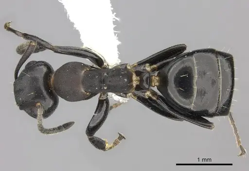 Colobopsis cerberula specimen JTLC000010266 image jtlc000010266_1