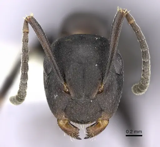 Colobopsis cerberula specimen JTLC000010266 image jtlc000010266_2