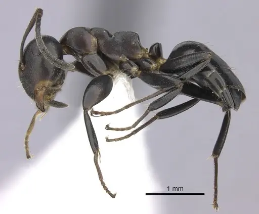 Colobopsis cerberula specimen JTLC000010266 image jtlc000010266_3