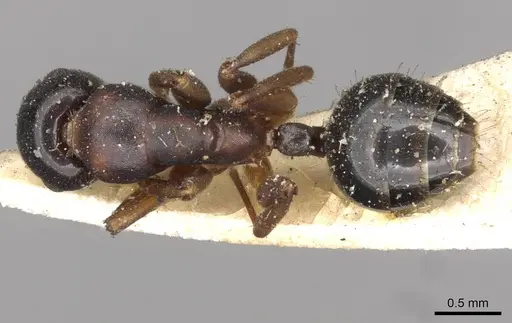 Colobopsis conica specimen CASENT0910597 image casent0910597_1