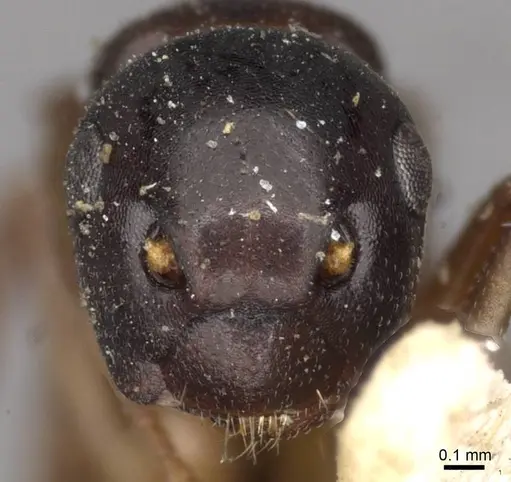 Colobopsis conica specimen CASENT0910597 image casent0910597_2