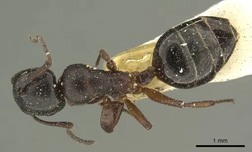 Colobopsis conica specimen CASENT0915684 image casent0915684_1
