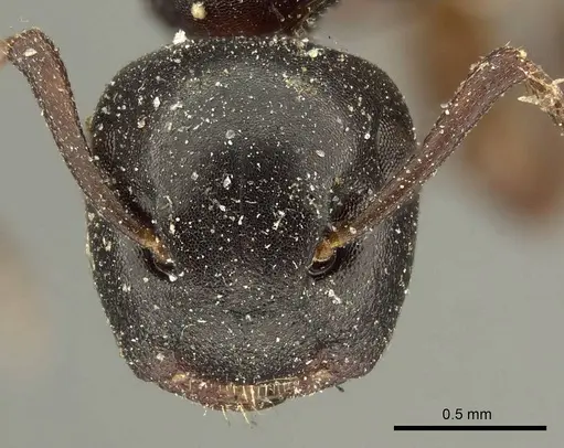 Colobopsis conica specimen CASENT0915684 image casent0915684_2