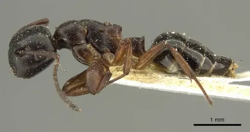 Colobopsis conica specimen CASENT0915684 image casent0915684_3