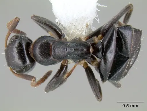 Colobopsis conithorax specimen CASENT0106008 image casent0106008_1