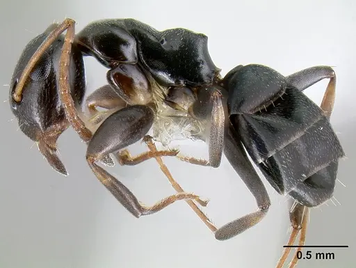 Colobopsis conithorax specimen CASENT0106008 image casent0106008_3