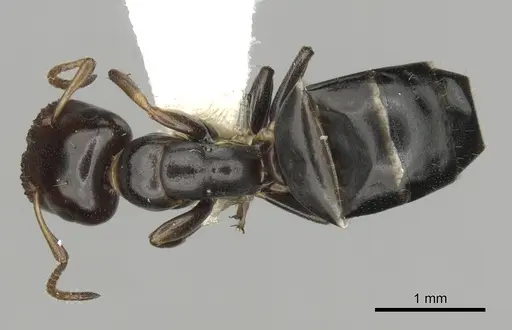 Colobopsis conithorax specimen CASENT0280183 image casent0280183_1
