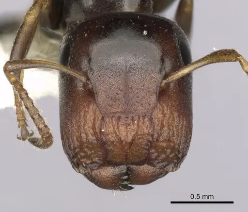Colobopsis conithorax specimen CASENT0280183 image casent0280183_2