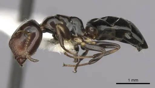Colobopsis conithorax specimen CASENT0280183 image casent0280183_3