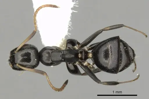Colobopsis conithorax specimen CASENT0280184 image casent0280184_1